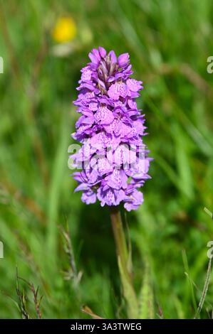 Fiori viola estivi di Dactylorhiza maculata subsp. Maculata o orchidea maculata comune, o orchidea maculata dalla brughiera giugno Regno Unito Foto Stock