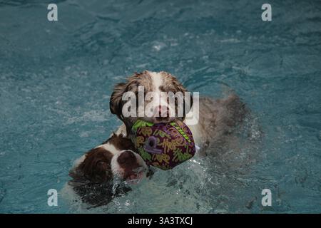 Due cani che nuotano in piscina Foto Stock