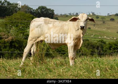 Anicuns, Goias, Brasile – 9 marzo 2025: Un bue dietro una recinzione in una fattoria in una giornata di cielo azzurro. Foto Stock