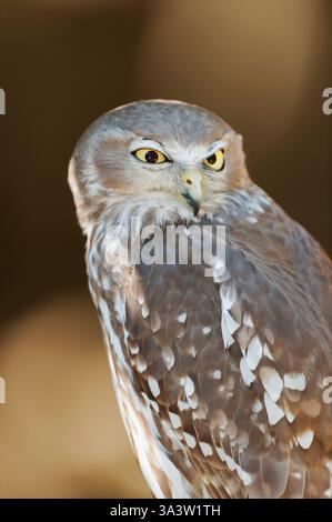 Barking Owl (Ninox Connivens), Lone Pine Koala Sanctuary, Brisbane, Queensland, Australia Foto Stock