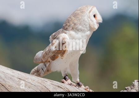 Il barbagianni (Tyto alba), Lone Pine Koala Sanctuary, Brisbane, Queensland, Australia Foto Stock