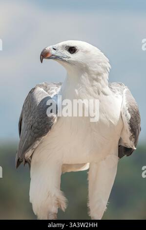 Aquila di mare bianca (Leucogaster di Haliaeetus), Brisbane, Queensland, Australia Foto Stock