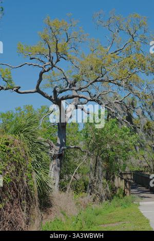 Eagle Lake Park largo, FL Landscape Leading line Oak Tree e sentiero con alberi, erba e cielo limpido. Schema di diramazione distinto. Erba verde A. Foto Stock