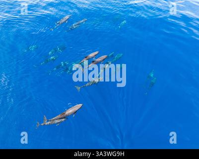 Un branco di balene dalla testa di melone, Peponocephala electra, nuota sulla superficie del Golfo di Tomini sulla costa orientale di Sulawesi, Indonesia. Foto Stock