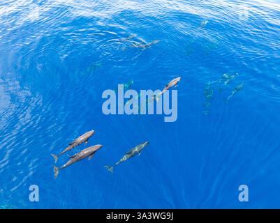 Un branco di balene dalla testa di melone, Peponocephala electra, nuota sulla superficie del Golfo di Tomini sulla costa orientale di Sulawesi, Indonesia. Foto Stock