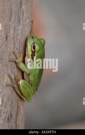 Rana degli alberi sul legno: Primo piano di texture anfibie e naturali Foto Stock