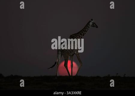 Giraffa che si aggira sul sole al tramonto, Masai Mara, Kenya Foto Stock