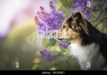 Australian-Shepherd-Mongrel Foto Stock