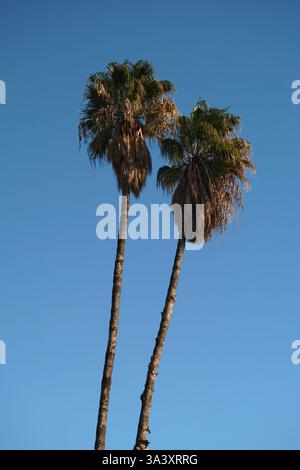 due palme contro un cielo blu senza nuvole Foto Stock