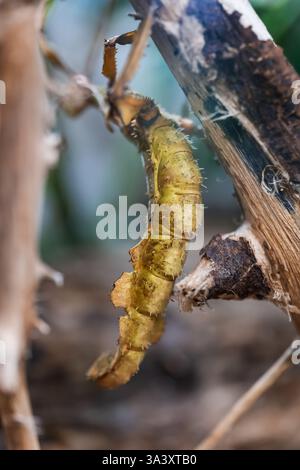 Extatosoma tiaratum, nomi comuni: Insetto di foglie spinose, insetto di bastone d'India gigante, spettro di Macleay o bastone da passeggio australiano, insetto in famiglia Foto Stock