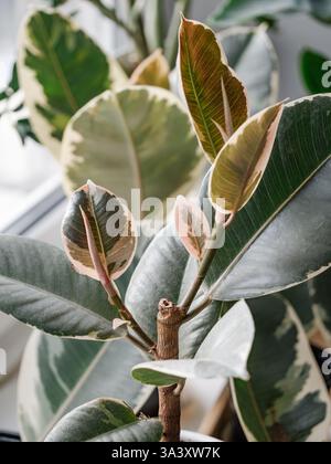 Il Ficus elastica Tineke inizia a dirsi e produce due ramificazioni di steli contemporaneamente. Ficus elastica si dirama e si arborizza o si dirama. Come promuovere la diramazione su Ficus Foto Stock