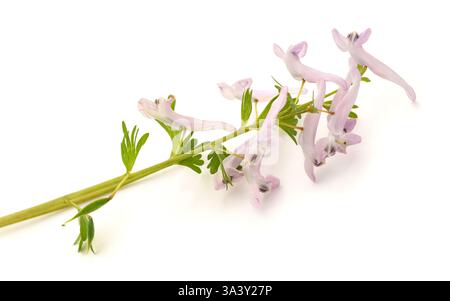 Uccello in un cespuglio fiori isolati su bianco Foto Stock
