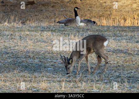 Roe Deer che si forgia in un campo con il canada Geeze Foto Stock