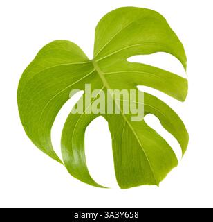 Monstera deliciosa foglia isolata su bianco Foto Stock