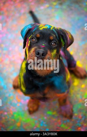 Rottweiler Foto Stock