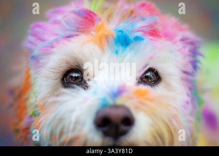 Maltese-Cavalier-King-Charles-Spaniel Foto Stock