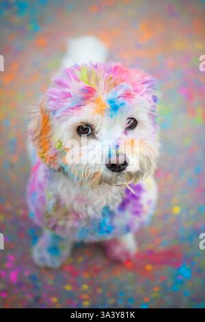 Maltese-Cavalier-King-Charles-Spaniel Foto Stock