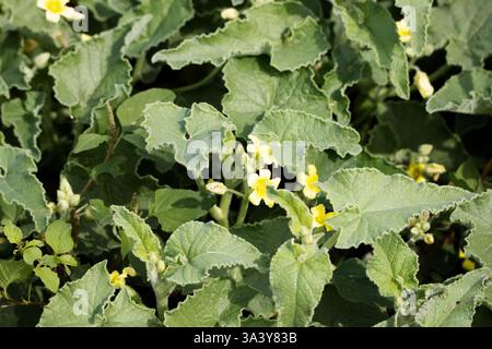 Cetriolo strisciante o cetriolo esplosivo (Ecballium elaterium) Foto Stock