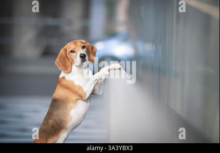 Beagle in città Foto Stock