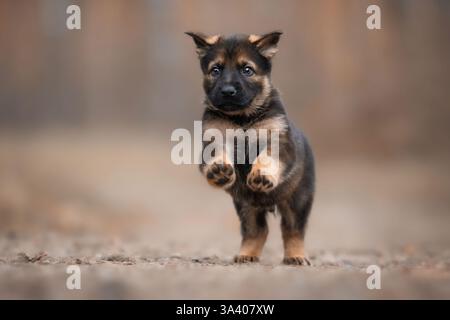 Pastore tedesco della RDT Foto Stock