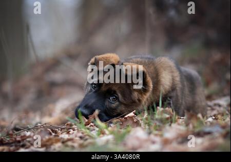 Pastore tedesco della RDT Foto Stock