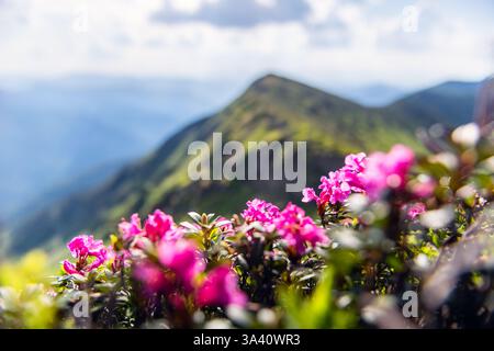 Pittoresco paesaggio montano caratterizzato da lussureggianti colline verdi ricoperte di rododendri in fiore, illuminate dalla luce dell'alba con creste nebbiose dietro Foto Stock