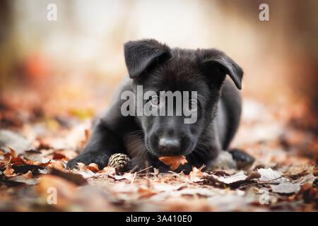 Pastore tedesco della RDT Foto Stock
