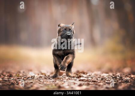 Pastore tedesco della RDT Foto Stock