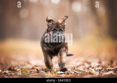 Pastore tedesco della RDT Foto Stock