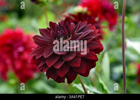 Fiori carini Dahlia Red Arabian Night che crescono nel gadren Foto Stock