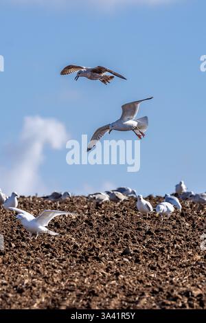 Gabbiani che sorvolano e si ergono su un campo agricolo in primavera, con un cielo blu sopra la testa Foto Stock