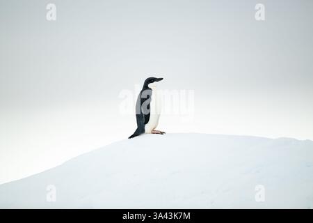 Un pinguino immaturo di Adelie (Pygoscelis adeliae) in piedi sulla cresta di una collina innevata in Antartide. Foto Stock