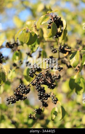 Shot verticale di un ramo con primo piano di sambuchi maturi e lucenti Foto Stock