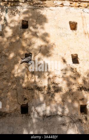Buchi di piccione in un muro in Tunisia Foto Stock