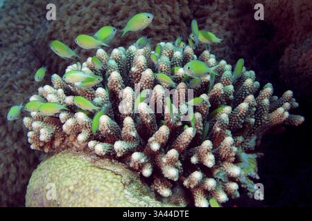 Piccola banchiina di cromo verde (Chromis viridis) dannata che nuota nascondendo tra rami poveri coni di corallo sassoso (Acropora), Mar Rosso, Port GH Foto Stock
