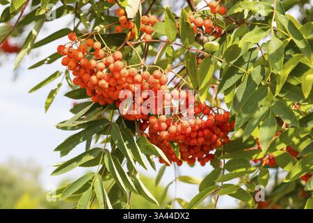 Frutto maturo di rowan (Sorbus aucuparia) su un ramo, Sassonia-Anhalt, Germania, Europa Foto Stock