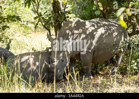 Rinoceronte bianco, ceratotherium simum che riposa all'ombra in Uganda. Foto Stock