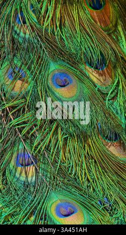 Accattivante primo piano di Peacock Feathers: Scopri gli intricati motivi e le sfumature iridescenti di questo Plumage di Majestic Bird. Feather's Ornamental Design mette in mostra la maestria artistica della natura. Fotografia professionale Foto Stock