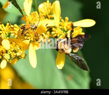 Ci sono più di 250 specie di bombi al mondo caratterizzate da torace giallo ricoperto di peli. L'addome è coperto in modo simile in b alternato Foto Stock