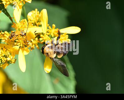 Ci sono più di 250 specie di bombi al mondo caratterizzate da torace giallo ricoperto di peli. L'addome è coperto in modo simile in b alternato Foto Stock