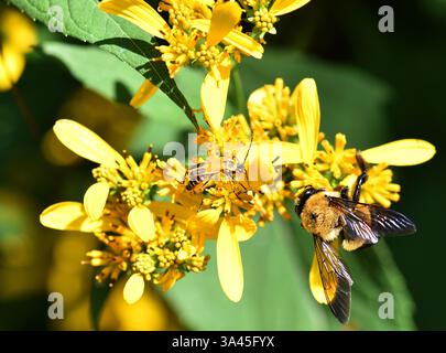Ci sono più di 250 specie di bombi al mondo caratterizzate da torace giallo ricoperto di peli. L'addome è coperto in modo simile in b alternato Foto Stock