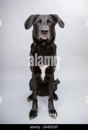 Ritratto ravvicinato di un cane di razza mista terrier nero seduto di fronte a uno sfondo grigio Foto Stock