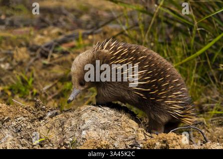 Australian Spiny Anteater, un Echidna marsupiale, a piedi vicino ad Adventure Bay Road sull'Isola di Bruny in Tasmania, Australia Foto Stock
