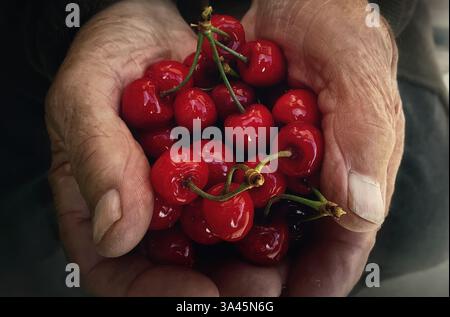 Primo piano di un vecchio che tiene le mani con un mucchio di ciliegie rosse mature raccolte dal suo giardino di casa. Frutta biologica fresca proveniente da un frutteto rurale. Bacche sane, Foto Stock