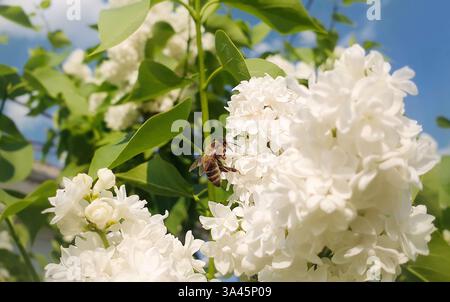 Primo piano di un'ape di miele diligente raccoglie il nettare da una fiorente pianta di Syylan vulgaris, un cespuglio di lillas bianche. Un'ape piccola, nera e dorata, affollata, preleva il polline Foto Stock