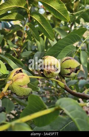 Noci mature in buccia crespata che crescono sul ramo dell'albero in giardino. Noci greche fresche e biologiche, vendemmia stagionale Foto Stock