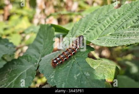 Un bruco ravvicinato che strizza sulle foglie in giardino. Falena della coda gialla (Euproctis Similis) Foto Stock