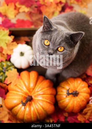 British Shorthair Foto Stock
