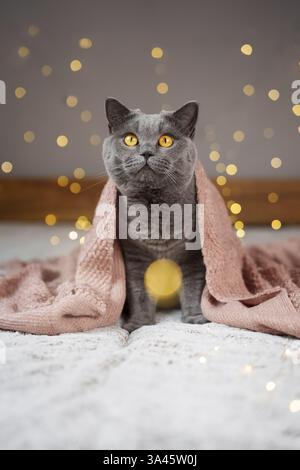 British Shorthair Foto Stock