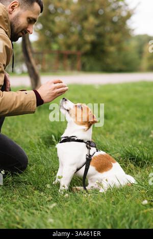 Adorabile cane Jack Russell Terrier che cammina e gioca con il suo proprietario sull'erba verde del parco. Un cucciolo carino e il suo proprietario si divertono insieme Foto Stock